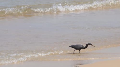 Grey Heron Foraging on Sandy Beach Shoreline