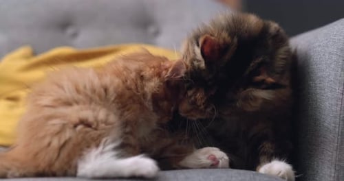 Fluffy Maine Coon Mother Cat Gently Licks Her Kitten While Lying on Gray Sofa Little Kitten Enjoying
