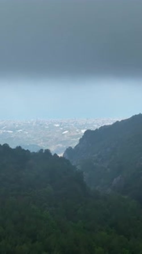 Vertical Video Aerial Exploration of the Verdant RainKissed Forest Nature's Freshness Unveiled