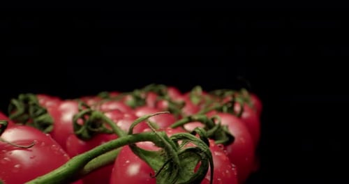 Juicy red cocktail tomatoes super close-up with dark background unique high resolution 4k shoot fly
