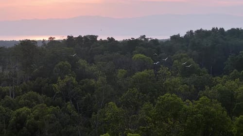 Aerial view captures a white egret flying gracefully above dense mangrove forest