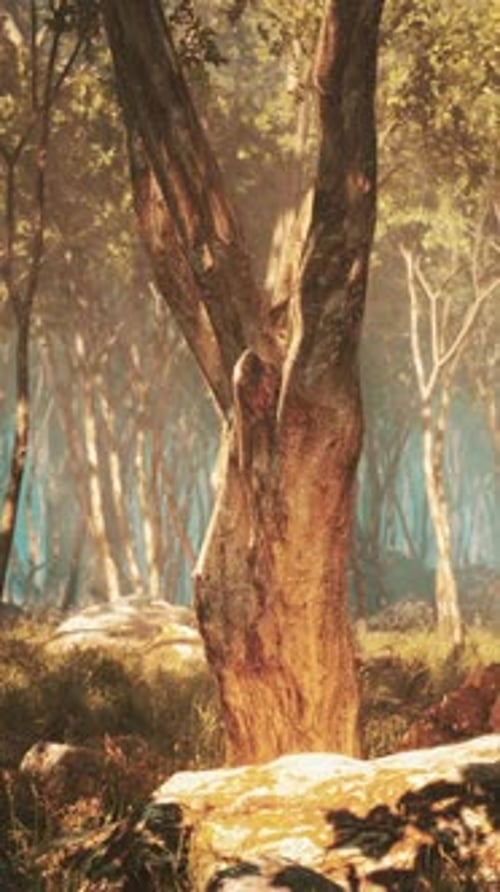 Wilderness Landscape Forest with Trees and Moss on Rocks