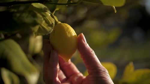 Close Up of Yellow Lemon on Tree