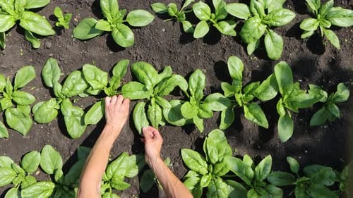 Growing spinach.