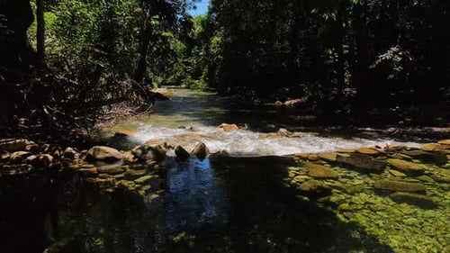 forward dolly Shot of a river bed with water running gently through a jungle rain forest with strong