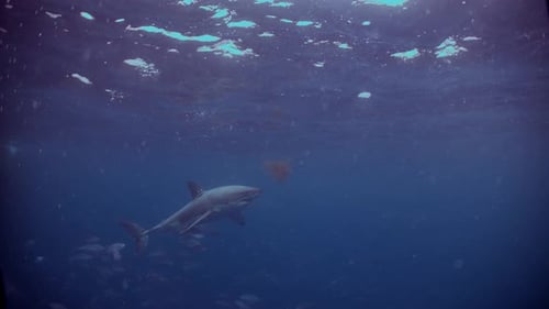 Great White Shark Carcharodon carcharias Neptune Islands South Australia 4k slow motion 50fps