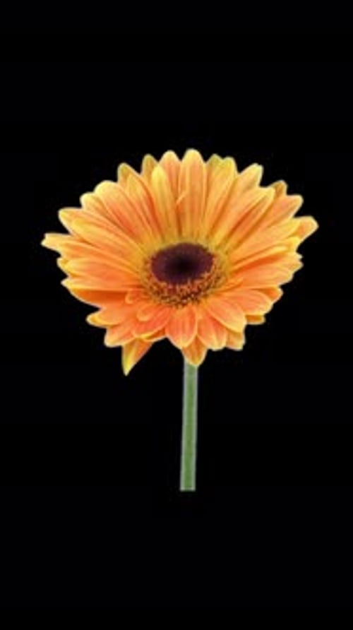 Blooming orange gerbera with ALPHA channel, vertical orientation