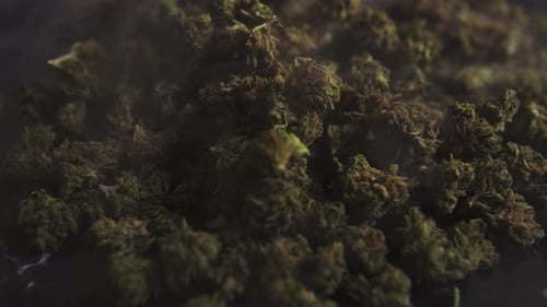 Cannabis cbd and thc marijuana buds recorded from up close as the smoke drifts by. Illegal alternati