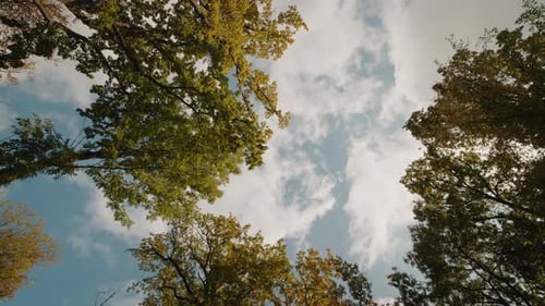 Rotating spinning camera from bottom up view of forest in the fall.