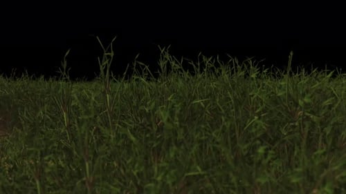 3d wind grass