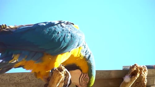 Blauer und gelber Ara Parrot.mp4