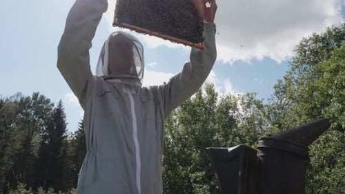 Male beekeeper takes out bee comb from hive and checks