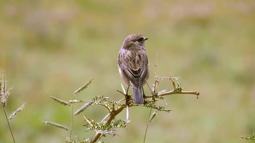Nahaufnahme einer Stonechat-Frau, die in der Natur auf einem kleinen grünen Ast ruht