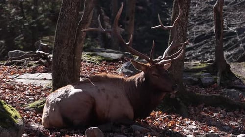 elk bull laying down resting in sunny forest habitat