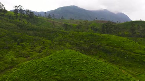 Tea Estate in Sri Lanka High Mountain Tea Plantation