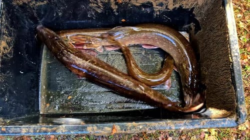 Fangfrischer Fisch, Fischer, Angelwettbewerb, lange Forellen am Leben