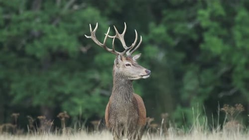 Red Deer Stag in Forest Landscape with Warm Coloured Grass, UK Wildlife of One Deer Standing Still S