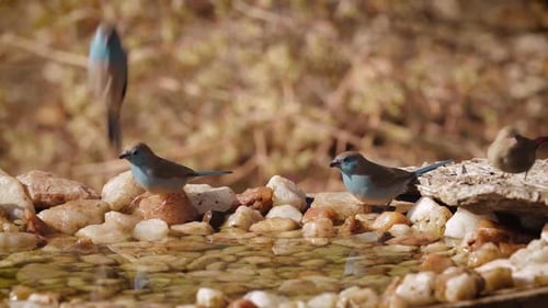 passerine bird in waterhole in Kruger National park, South Africa