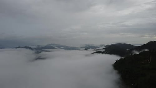 Aerial view of the trees in the valley with fog in the morning.