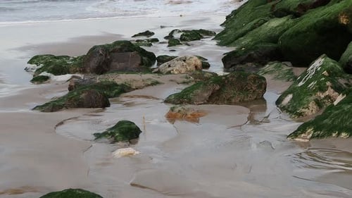 Green covered rocks uncovered by tidal water at the seaside.