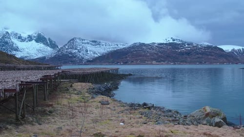 Cinematic tracking shot of stockfish hanging up to dry in Norway