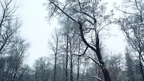Beautiful trees covered by snow in forest in winter.