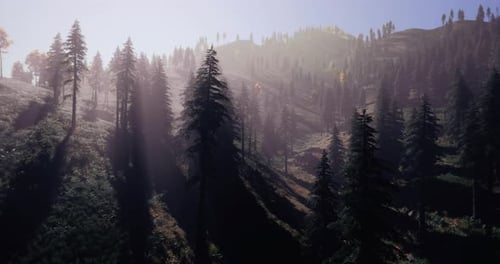 Realistic Forest Hillside Panorama with Sun Rays