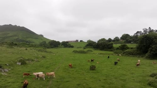 Cattle Grazing Slowly Towards Farm on Cloudy Day