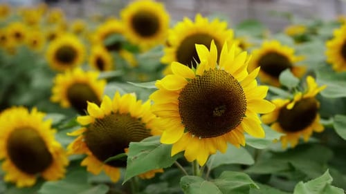 Beautiful Sunflowers Blooming in Sunny Field