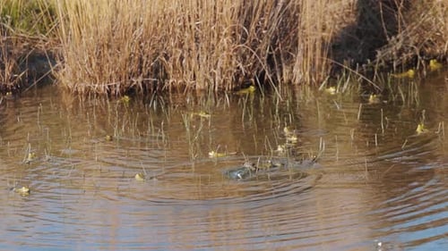 Gruppe von Fröschen im flachen Wasser des Sees erzeugt Wellen auf der Oberfläche, Zeitlupe