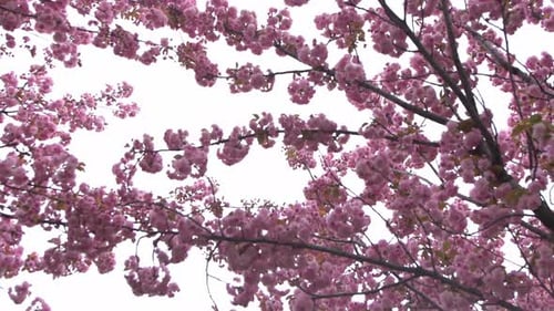 Sakura blüht mit rosa Blüten, Bäume im Garten, Knospen an Zweigen