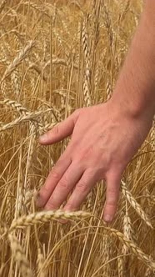 Man Hand Touches Ripe Rye Spikes Walking Across Farm Field