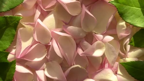 Pink rose petals with green leaves