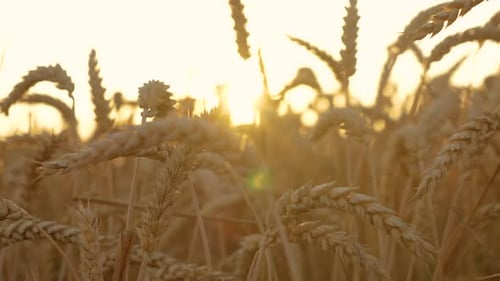 Morning Sunrise Shine Through Wheat Ears on Field Close Up