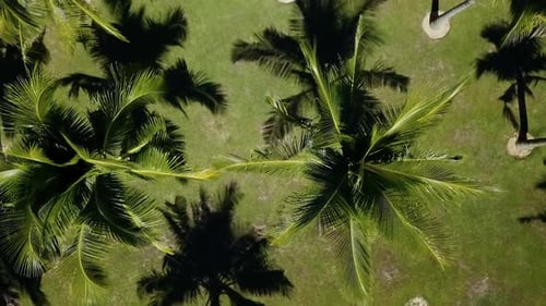 Aerial View of Tropical Palm Trees on Greenery