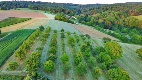 Agricultural Garden with Fruit Trees Among Fields and Meadows in the Countryside