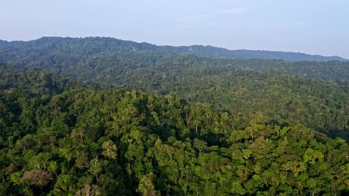 Vue aérienne d'une forêt tropicale en Amérique du Sud