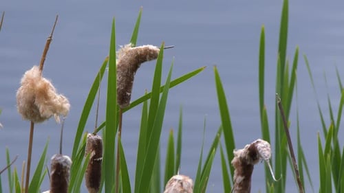 Spring pond cattail bulrushes fluff up and burst, sending seeds aloft