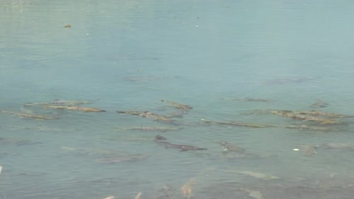 Spawning Chum salmon gather in glacial till lagoon of spawning stream