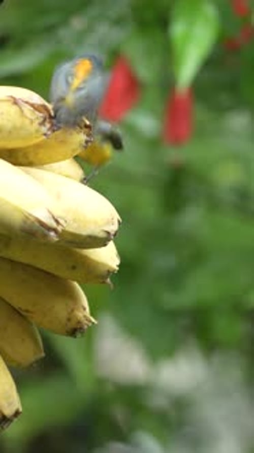 Two Orange-bellied flowerpecker birds eating bananas in the garden. Vertical orientation footage wit