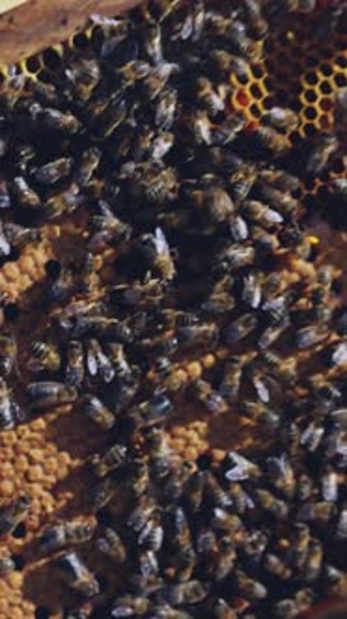 Imker zeigt eine Wabe voller Bienen