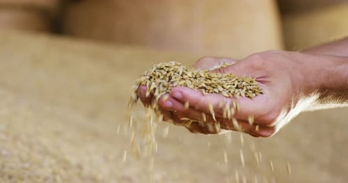 Hands Holding and Releasing Harvested Grain