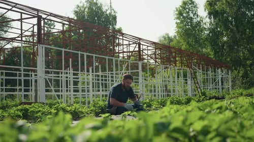 Farmer Working in Greenhouse Rows Kneeling to Tend Plants