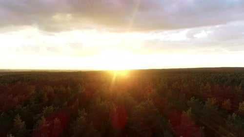 Cinematic Flying Over Autumn Trees Forest at Sunrise Wide . Birds View