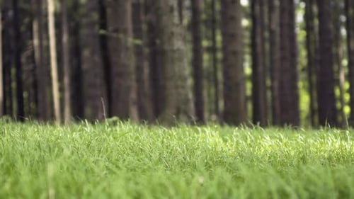 Closeup of Green Grass Blowing in the Wind