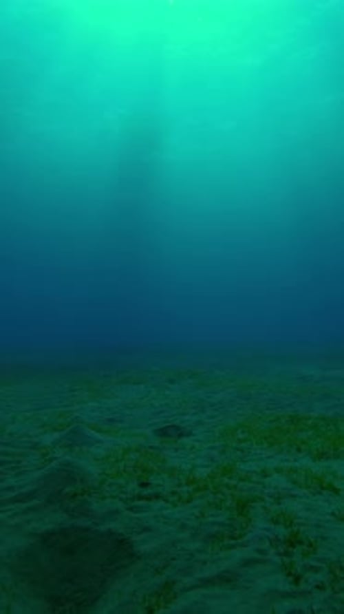 Sunlight shines in blue depths and falls in glare on sandy bottom of seagrass bad