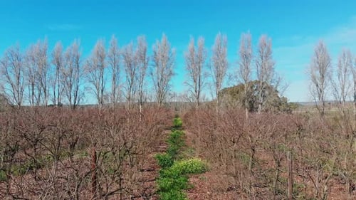 Low aerial dolly movement flying between dry orchards in the winter.