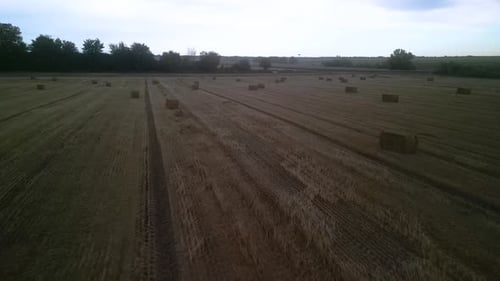 Yellow field with harvested wheat and hay bales. Aerial view of the field with square bales