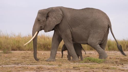 Calf Moving Between Legs of Elephants in Natural Habitat