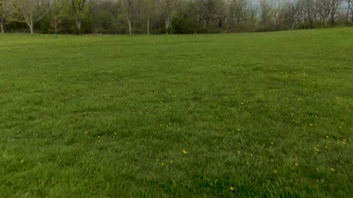A forward moving reveal of a forest from a downward facing shot above a green meadow with yellow flo